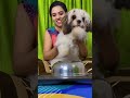 Drummer skippy😂😂 | sheethal and vinu | sheethal elzha | sheethal | puppy videos | skippy |