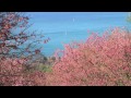 沖縄県　塩屋湾と寒緋桜　 hd 地図あり