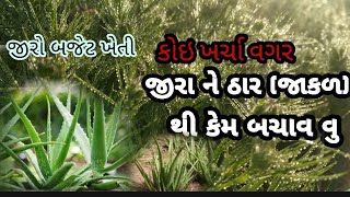 જીરા ના પાક મા ઠાર થી થતું નુક્સાન કેમ અટકાવી શકાય  તે જોવો આ વિડિયો માં. ઓર્ગેનિક ખેતી