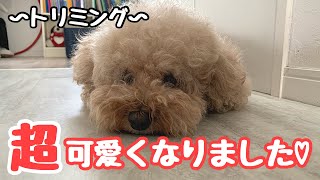 トリミングでモジャモジャが別犬になっちゃいましたw トイプードル /マルプー