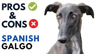 Spanish Galgo Pros and Cons | Galgo Español Dog Advantages and Disadvantages