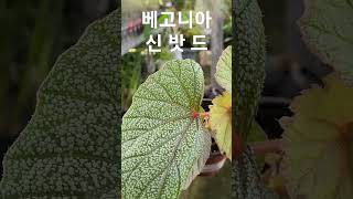 더그린가든센터 베고니아신밧드