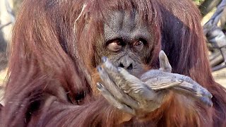 手をたたいて　おやつチョーダイ、キキ・オランウータン