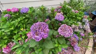 Hydrangeas Blooming In My Eastside Garden Pt 2 // Aug 2024