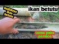 budidaya ikan betutu pake peralon ?? yuk simak videonya