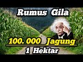 Saya Bongkar Rahasia‼️Rumus Jarak Tanam Untuk Budidaya Jagung Hibrida 🌽 100.000 Pohon dalam 1 Hektar