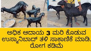 3 ಮರಿ ಕೊಡುವ ಉಸ್ಮಾನಿಬಾದ್ ತಳಿ ಸಾಕಾಣಿಕೆ ಮಾಡಿ #kurisakanikekannada #goatfarmingkannada