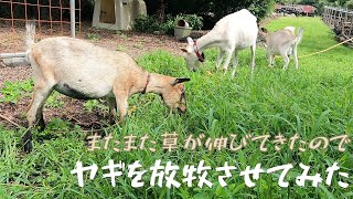 0911【土曜日】#32 またまた草が伸びてきたのでヤギを放牧して除草させてみた