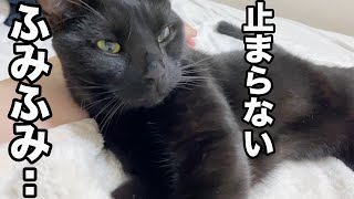 猫がふみふみする姿が一生懸命で可愛い笑