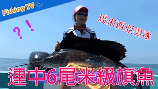 Live bait fishing for rice-class sailfish! Team fishing battle!|King of Sea Fishing