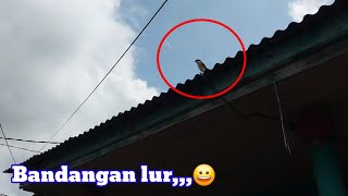 Burung bandangan yang lagi ramai dicari KICAU MANIA