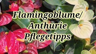 Flamongoblume/Anthurie Pflegetipps +Pflegefehler.