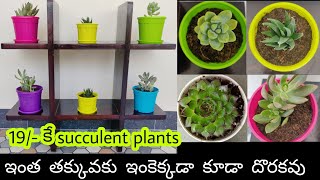 19/- కే Succulent Plants/ఇంత తక్కువకు ఇంకెక్కడా కూడా దొరకవు.. కావాలంటే ఒకసారి మీరే చూడండి/Un Boxing