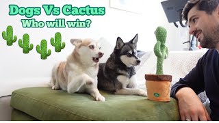 Dramatic Mini Huskies React To Viral TikTok Dancing Cactus - Part 1