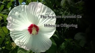 Science Around Us - The Natural Hibiscus Cross