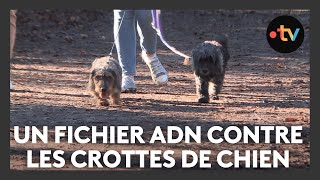 Un fichier ADN pour faire la chasse aux crottes de chien à Reims