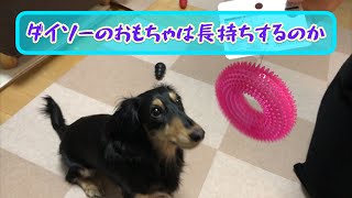 ダックスフンドの子犬はダイソーの犬用おもちゃの頑丈度を見誤っていました