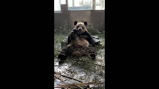 Panda Jin Hu-When he is just woken up he is like a bear