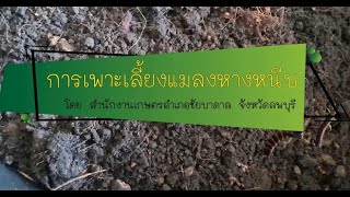 การเพาะเลี้ยงแมลงหางหนีบ โดยอำเภอชัยบาดาล จังหวัดลพบุรี