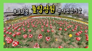 Vlog | 사전선거하던 날 '튤립정원'에서 (중랑천 / 장평교 / FreeCapture) [Insta360 ONE X])