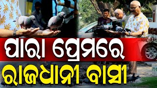 ପାରା ପ୍ରେମରେ ରାଜଧାନୀ ବାସୀ..#Pigeon #Pigeonlovers  | Nirapekshya News