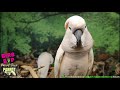 dance music for birds parrot music tv for your bird room *not recommended for nervous birds*❤️