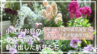 【ガーデニング】春の花壇と動き出した新芽の様子/クレマチスの壁面作り/春の寄せ植え/バラのさび病/ガーデニングvlog/暮らしのvlog/ハナノカオリ