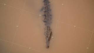 Top down shot of crocodile on water surface. Predator in flow of muddy water. Watching animals in