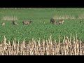 rehbock reh rudel auf dem acker wiese feld beim futtern bambi rehe sonne rudel rehböcke