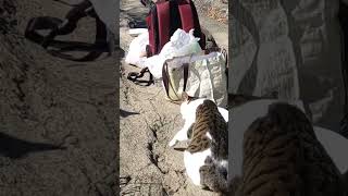 城ヶ島岩場湊屋前〜猫ちゃん達の食後のマッタリタイム(=^・^=)