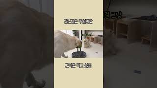 장난감은 무섭지만 간식은 먹고 싶어 [제품 협찬] #shorts