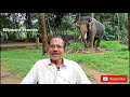 കിരൺ നാരായണൻ കുട്ടി ഇരട്ട ചങ്കൻ elephant frames വിജയൻ വാക്കയിൽ ആനത്തറവാട്ടിലേക്ക് part 1