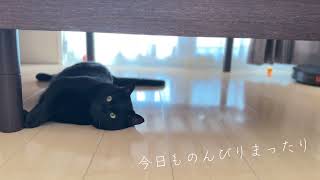 【まったり】猫とのんびりまったりな日常