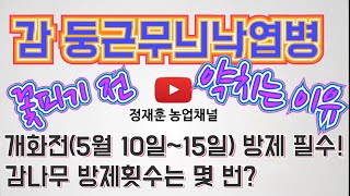 감나무 개화전 방제가 가장 중요합니다./감둥근무늬낙엽병 방제 하려면?/ 감나무는 몇 번이나 방제해야 하는지? / 꽃피기 전 약치는 이유?