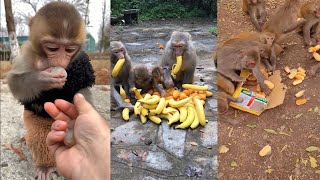The Best of Monkey Videos - A Funny Monkeys Compilation Ep58