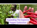 The keys To Successfully Growing Cayenne Pepper.