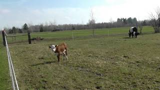 Barby the Belted Galloway Calf exploring.