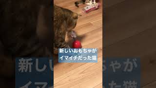 【猫動画】新しいおもちゃがイマイチだった時の猫のリアクション