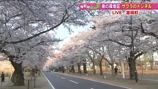 2.2キロのサクラのトンネル　夜の森の桜は満開　8日・9日にはイベントも《もっと！ぐっと！富岡町》 (23/04/03 20:10)