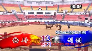 #청도 #소싸움 22년 9월 17일 13경기 용사 vs 석정 1라운드 용사 승