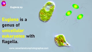 Euglena | Study of Protozoa with characteristics, classification and examples