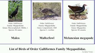 Birds of Order Galliformes Family Megapodiidae Brushturkey Megapode Maleo Malleefowl