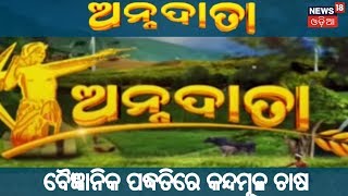 ବୈଜ୍ଞାନିକ ପଦ୍ଧତିରେ କନ୍ଦମୂଳ ଚାଷ | ANNADATA | 06 DEC 2018 | NEWS18 ODIA