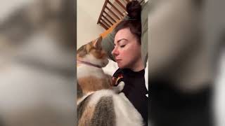 Hilarious Cats and Dogs Compilation 🐕🐈 Non-Stop Laughter!😆 133 #animals #dogs #cat #funny #pets