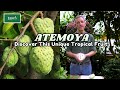 Discover the Atemoya: A Unique Tropical Fruiting Plant for Your Home or Garden