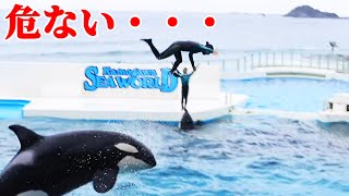 あの方がまさかのスカイロケット失敗・・・危機一髪 鴨川シーワールド シャチショー KamogawaSeaWorld