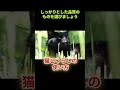 【猫と仲良くなる方法】【雑学】 猫じゃらしを使う shorts 猫 雑学