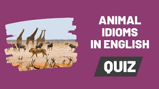 Animal Idioms and Expressions - Do you know common English sayings with animals?