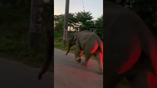 হাতির সাথে তার বাচ্চা 😱!! #trending #shortsviral #elephant #with #kids #mirror