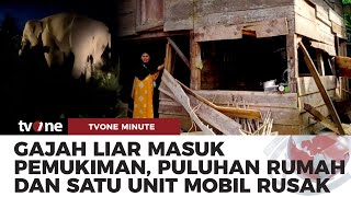 Kawanan Gajah Liar Rusak Rumah Warga | tvOne Minute